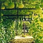 Chateau De Montriou Feneu