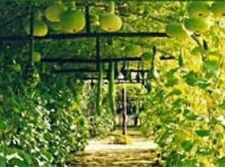 Chateau De Montriou Feneu